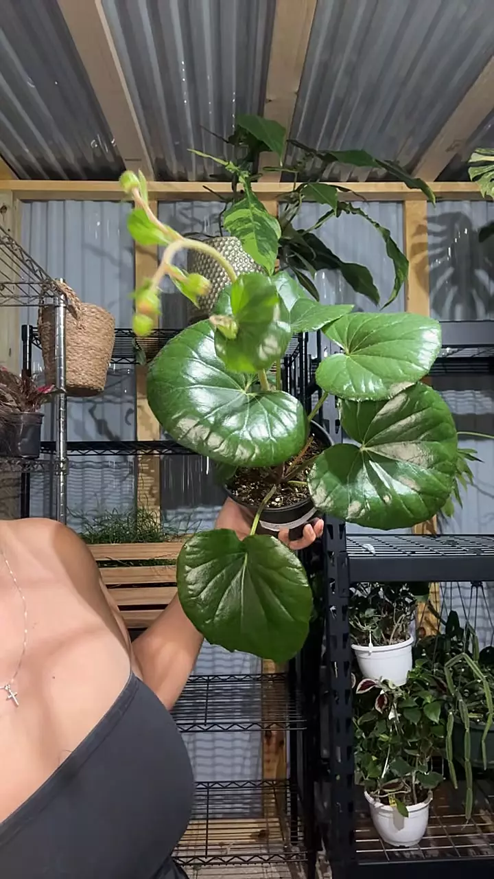 6” tractor seat thumbnail