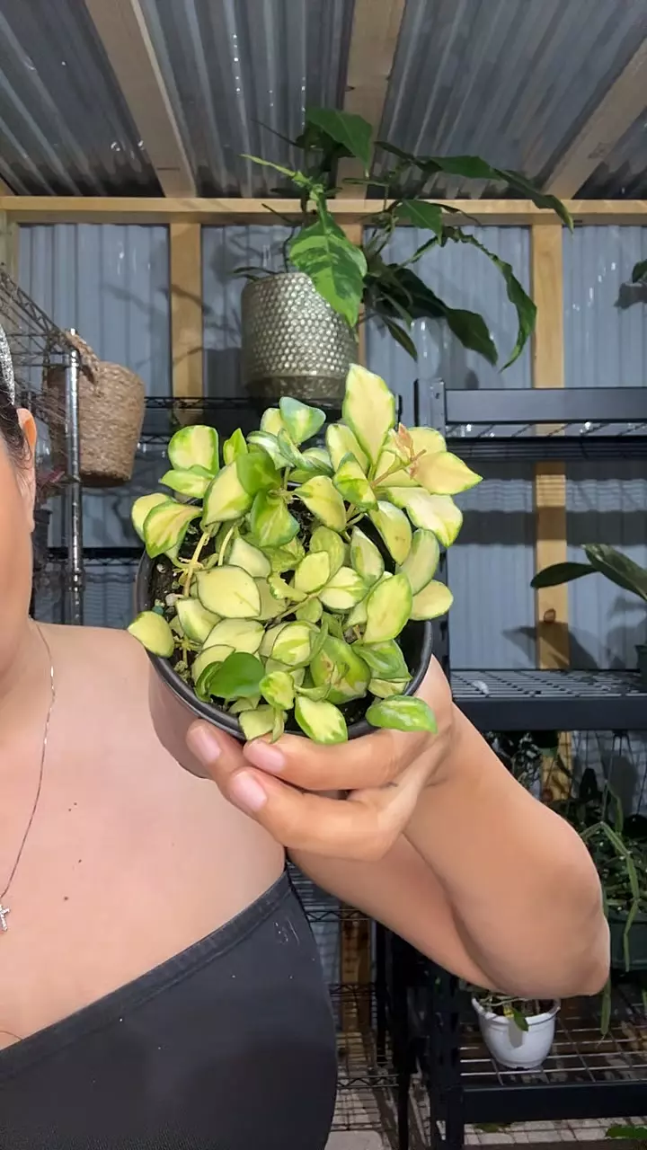 4” var heuskeliana thumbnail