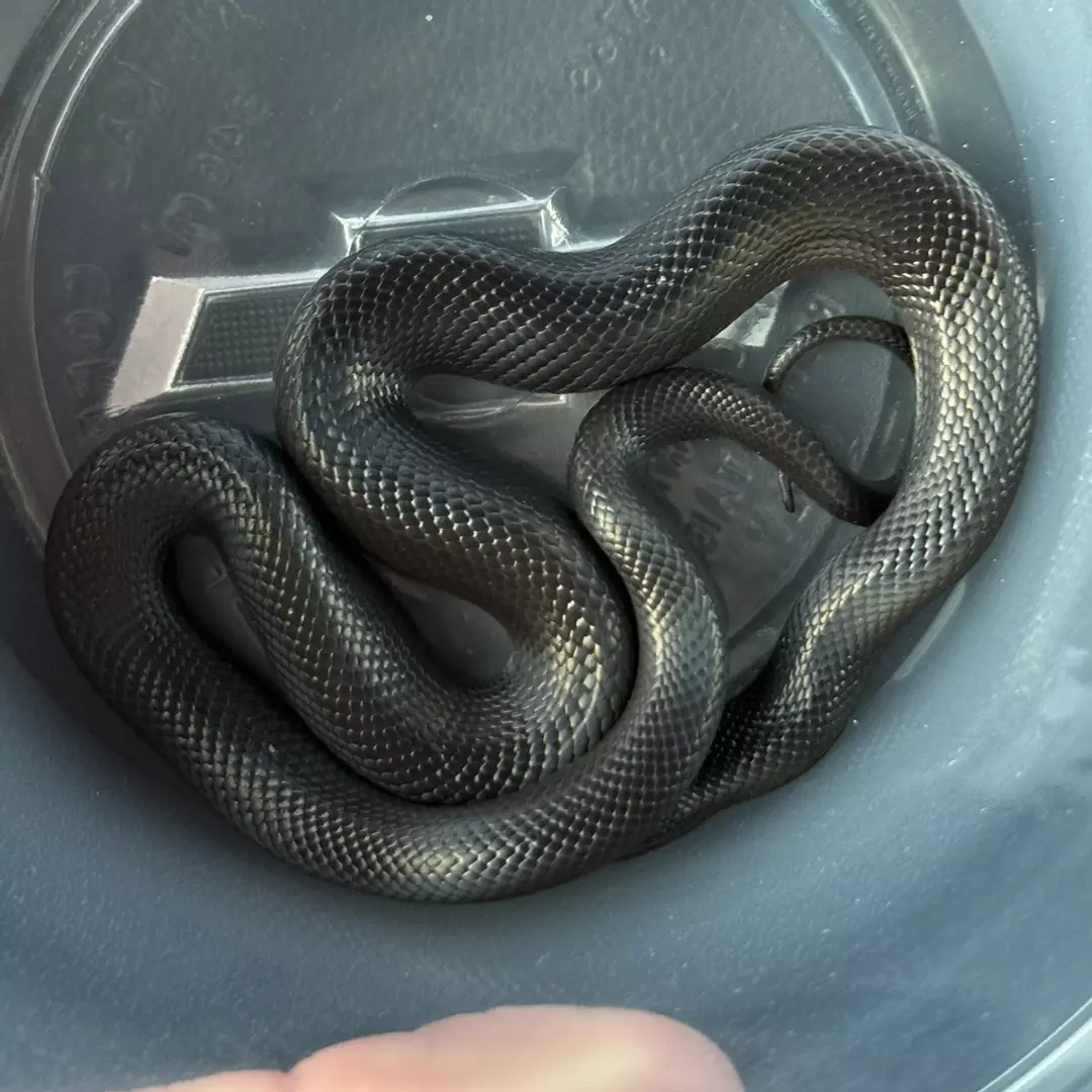 Mexican black king thumbnail