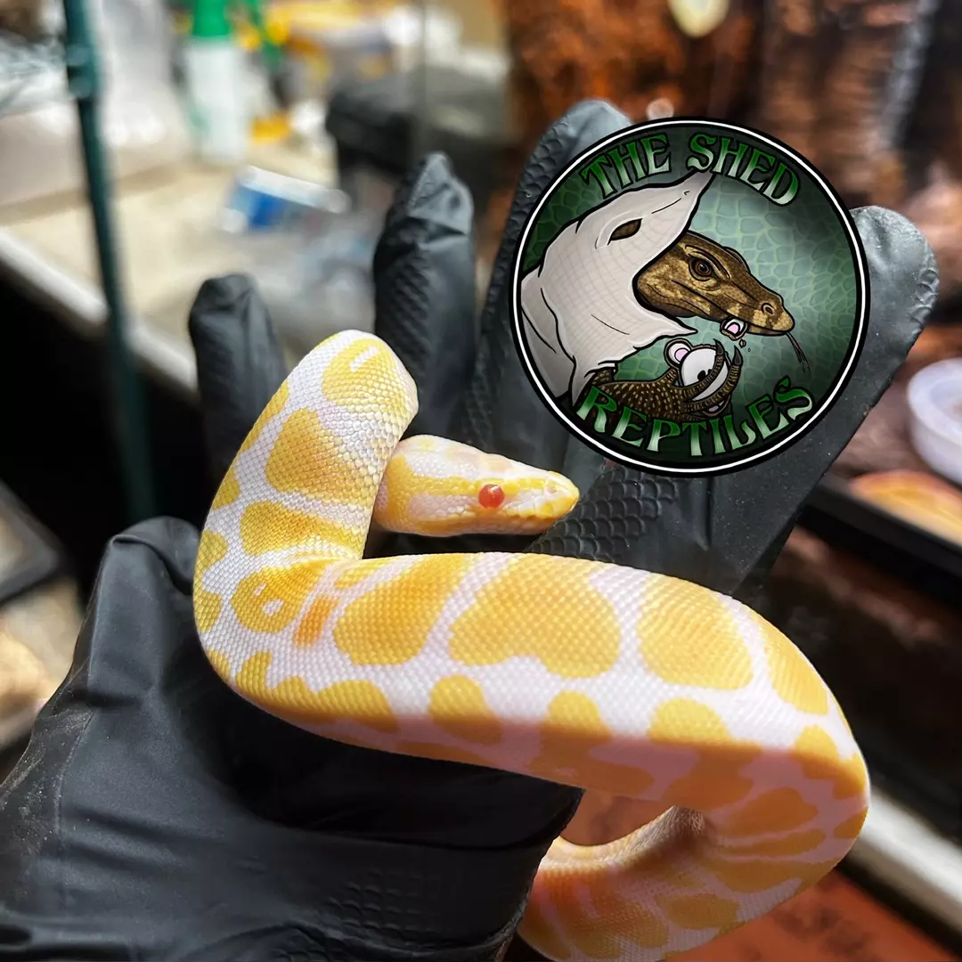 albino ball thumbnail