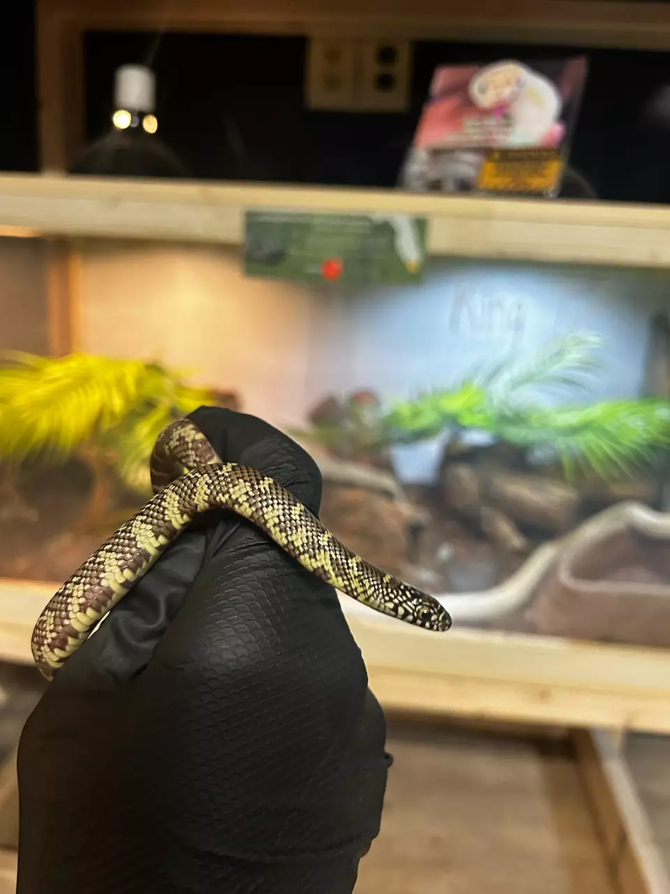 classic brooks kingsnake thumbnail