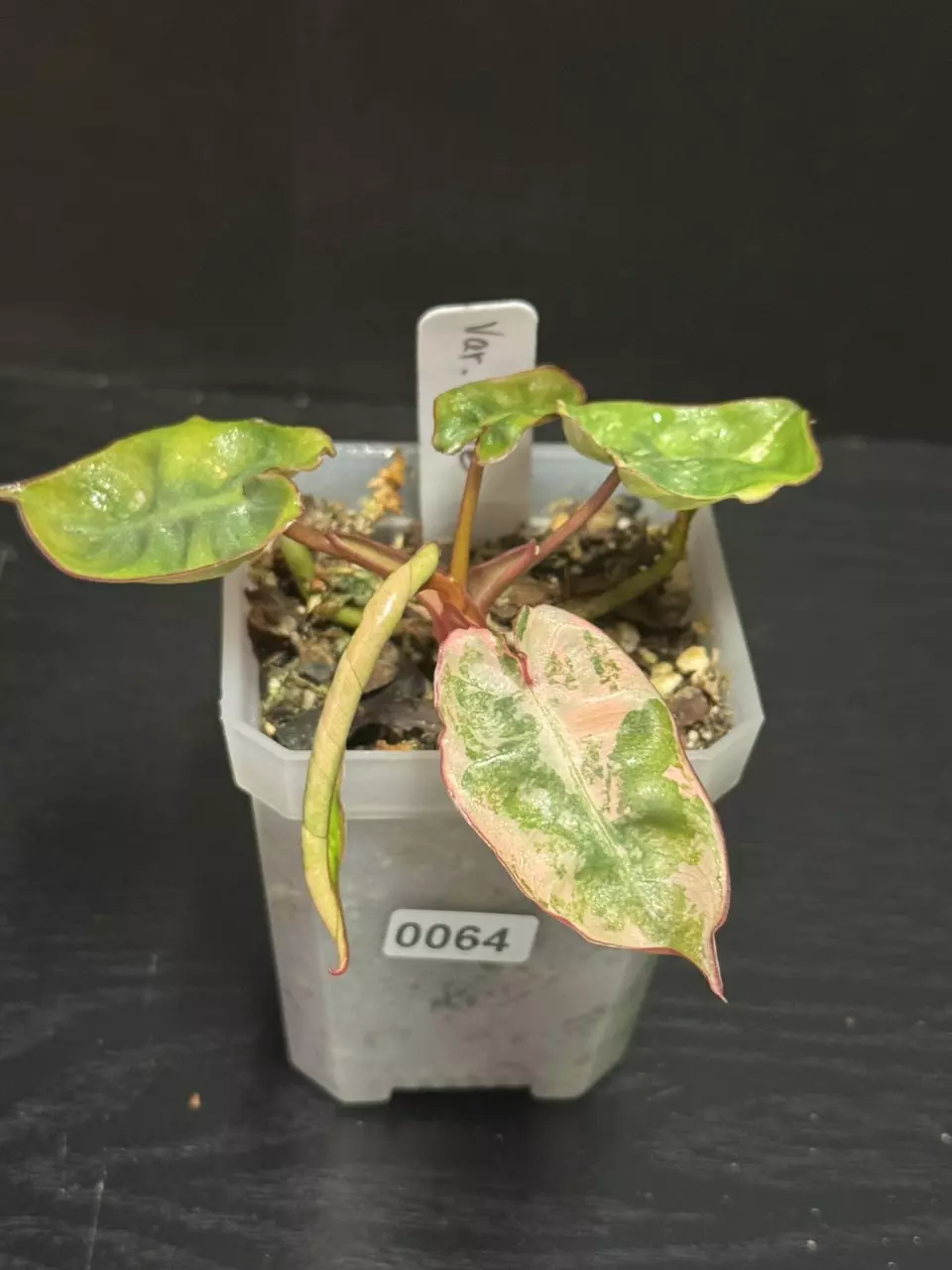 0064 Variegated Billietiae 🌺 Pink Marble thumbnail