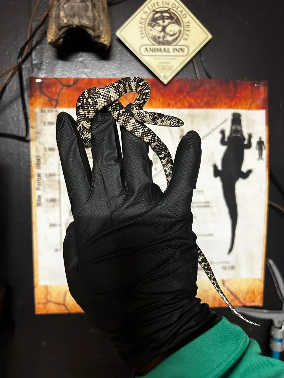 ANERY BROOKS KINGSNAKE thumbnail