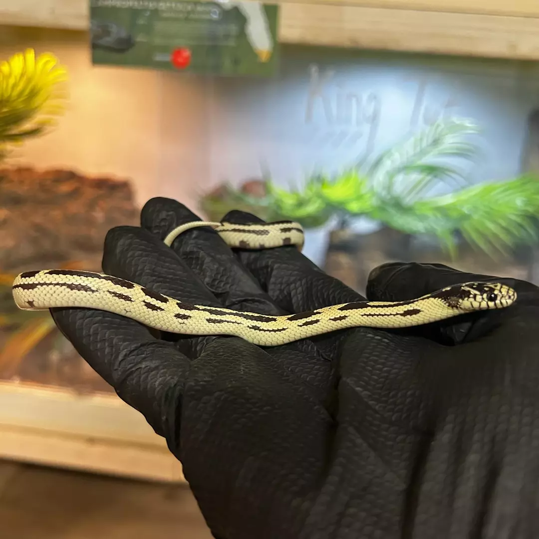 black  and white aberrant California Kingsnake thumbnail