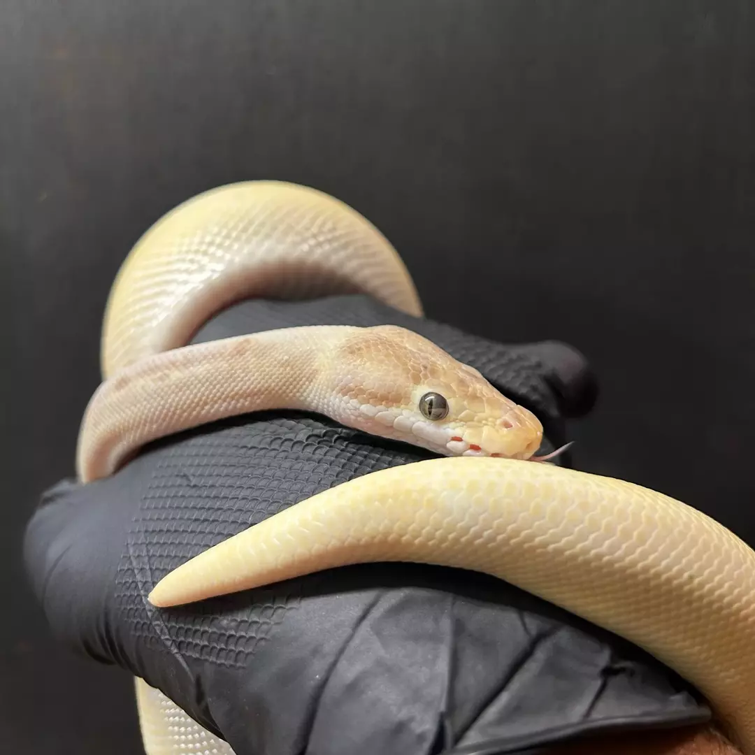 Banana Cinny thumbnail