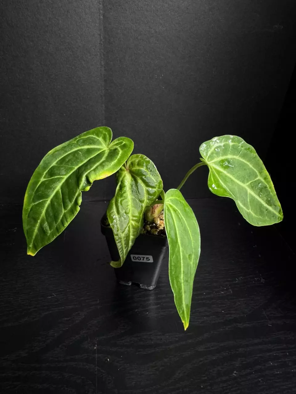 0075 Mutant ‘Swampmannii Round’ x open thumbnail