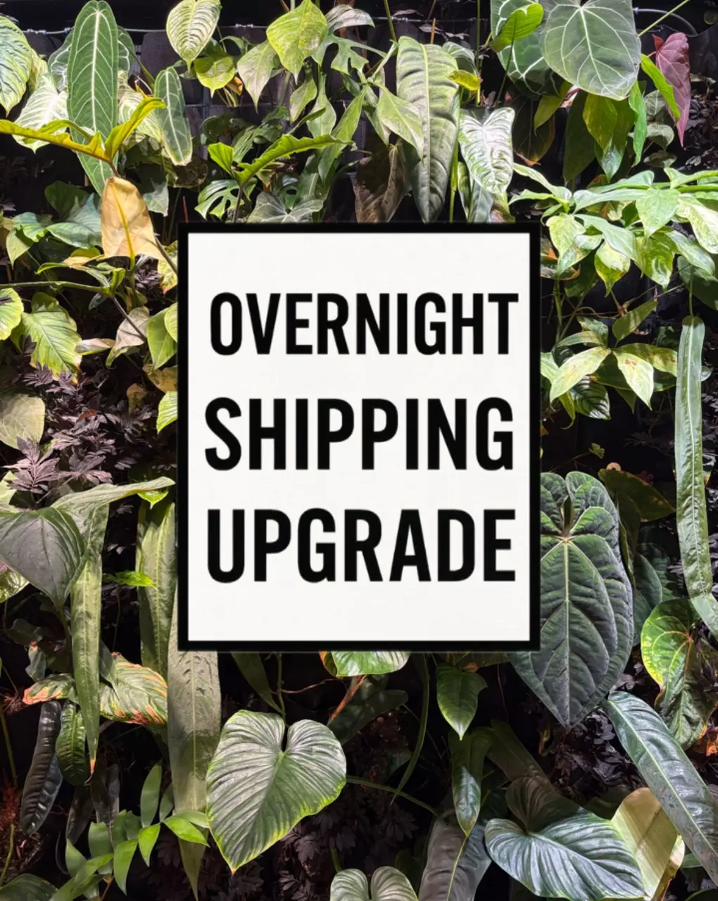 SHIPPING UPGRADE thumbnail