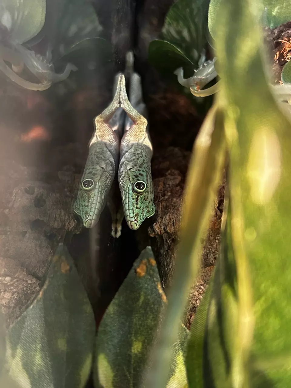 day gecko (unsexed) thumbnail