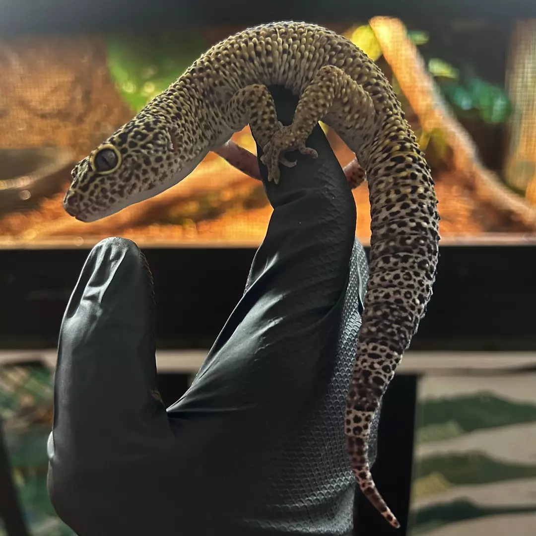 leopard gecko male thumbnail