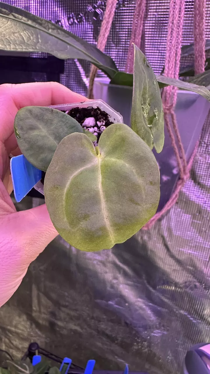 0018 Indo Dressleri x (Tezula Crystal x Carla) x Besseae aff thumbnail