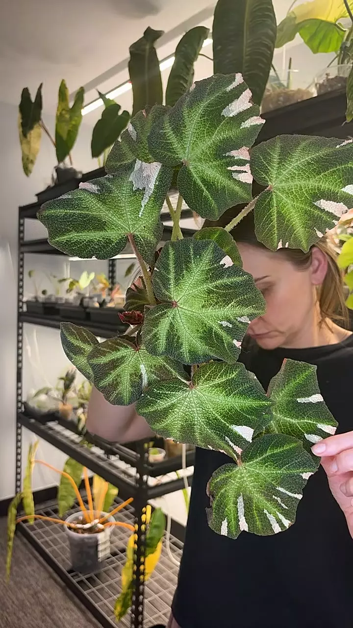 begonia soli mutata 641 thumbnail