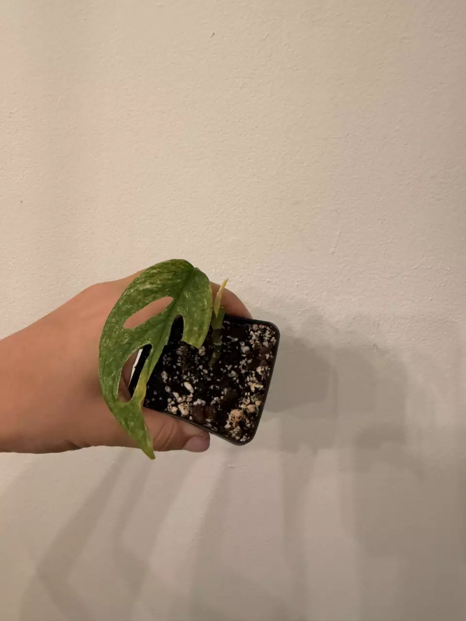 Monstera Andasonii Mint Double Windows thumbnail