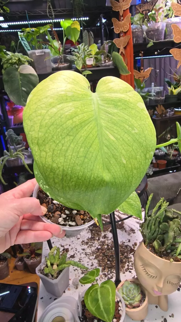 Monstera Mint thumbnail