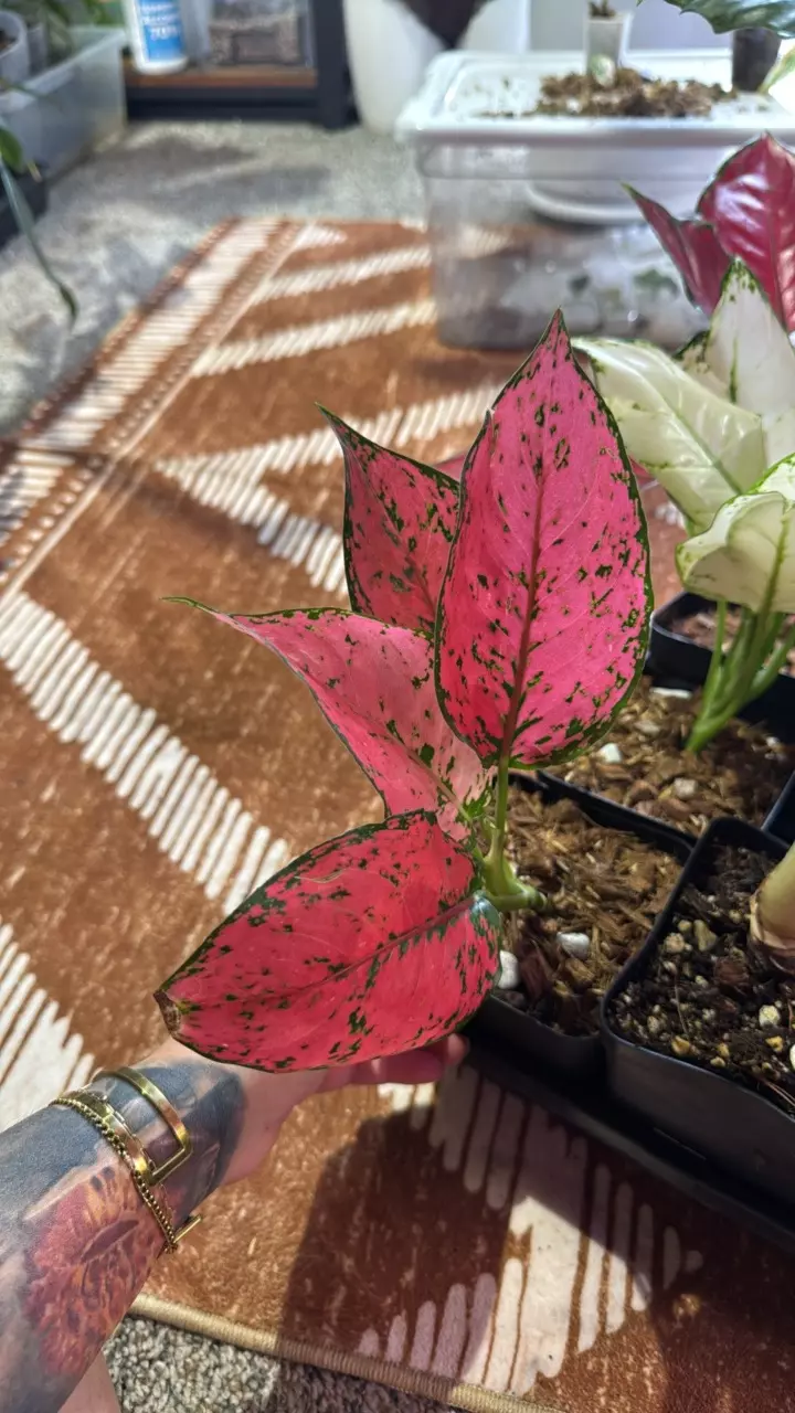 Aglaonema Komkoon thumbnail