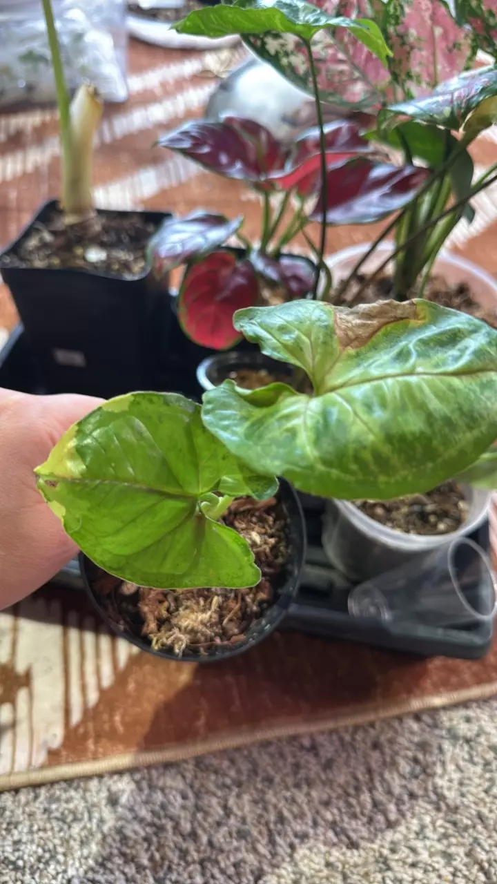 Syngonium Mango (rare) thumbnail