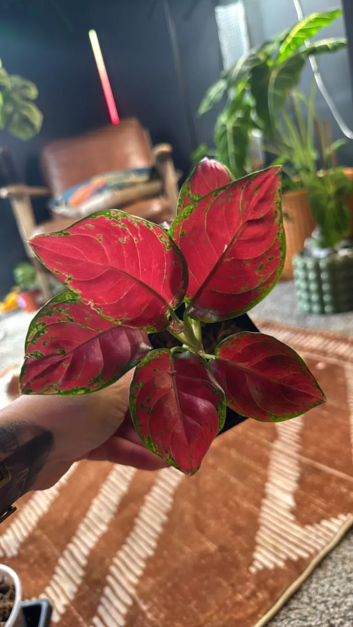 Aglaonema Black Maroon thumbnail