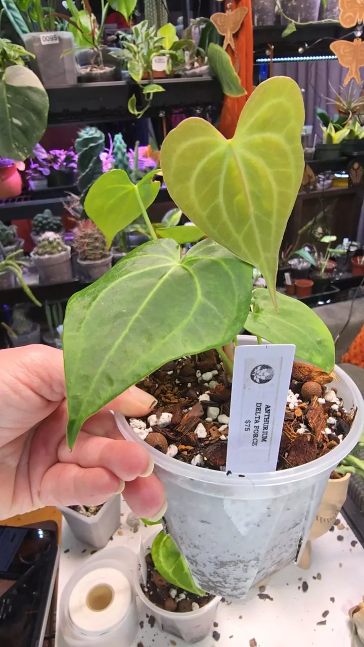 Anthurium Delta Force thumbnail