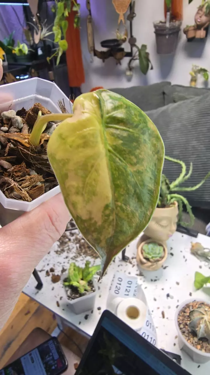 Alocasia Wentii Aurea thumbnail