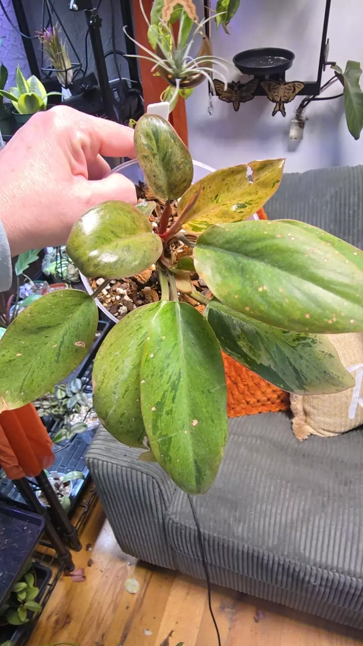 Variegated Dwarf Red Congo Mint thumbnail