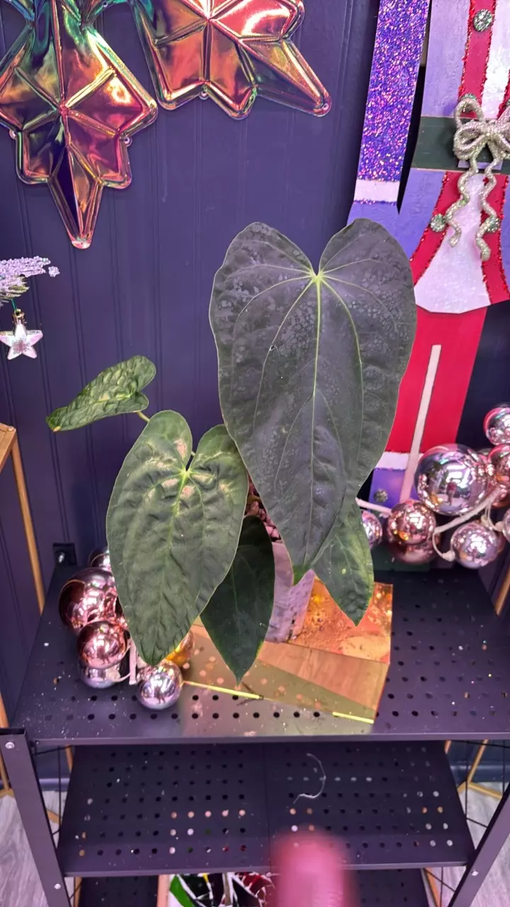 MC039 JV RLFS X RA Pap unnumbered thumbnail