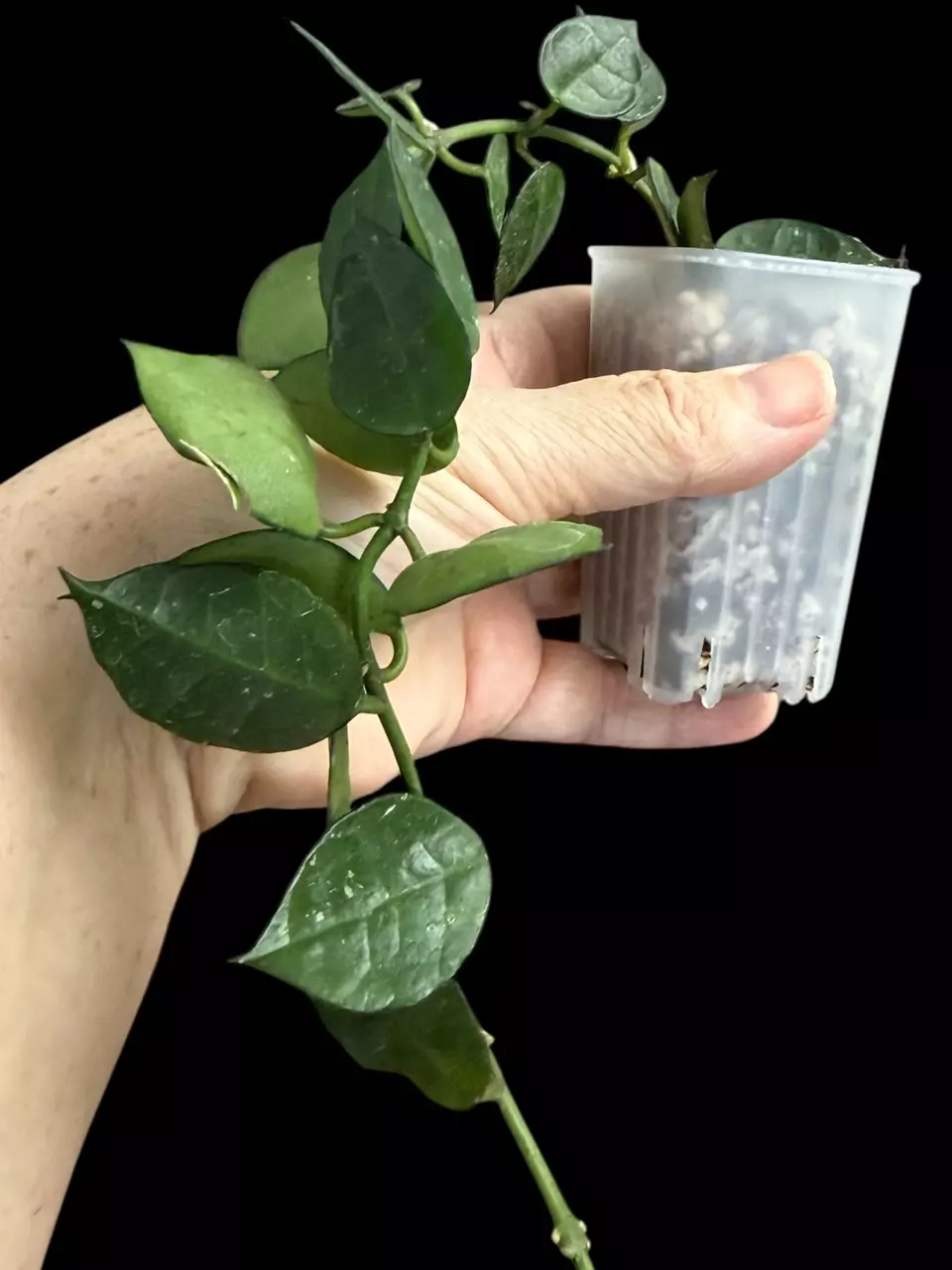 84-Hoya UPT007 thumbnail