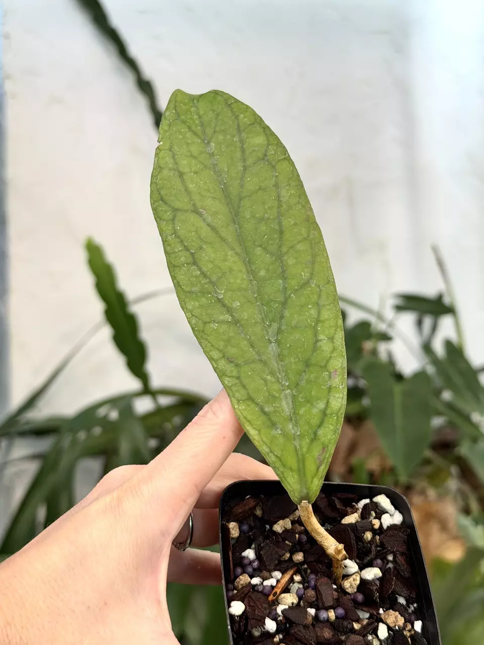 3” Hoya bauensis (Fka sp. Kast) thumbnail