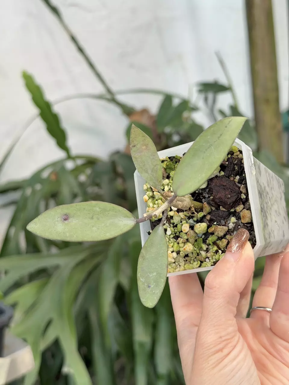 3” Hoya “Silver Dollar” thumbnail