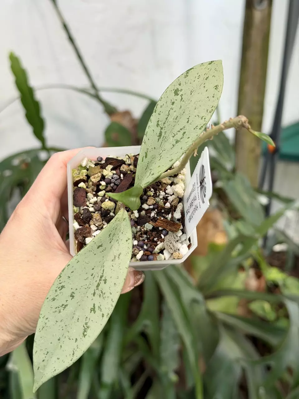 3” Hoya pubicalyx ‘Pink Silver Ghost’ thumbnail