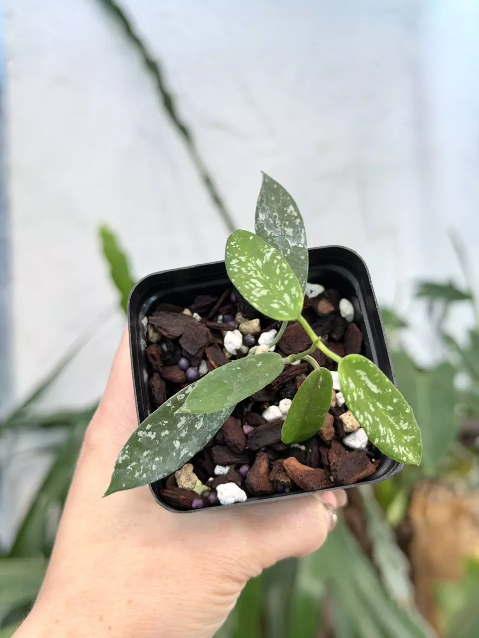 3” Hoya sungwooki thumbnail