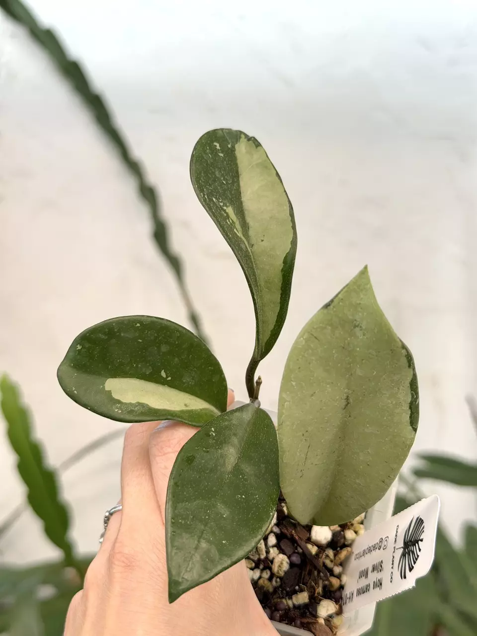 3” Hoya AH-074 ‘Silver Moon’ thumbnail