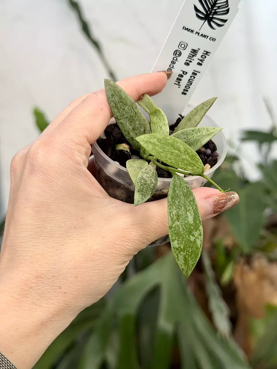 3” Hoya lacunosa ‘White Pearl’ thumbnail