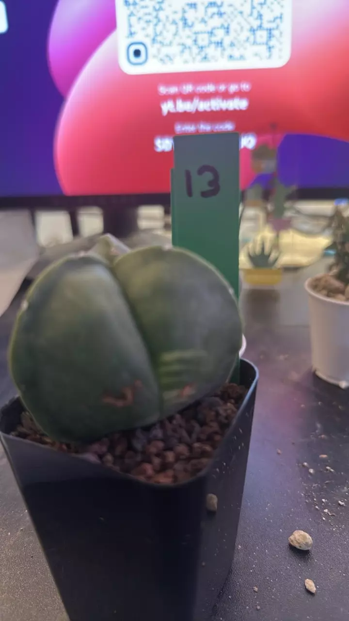 13 very lightly var 3 rib myrio thumbnail