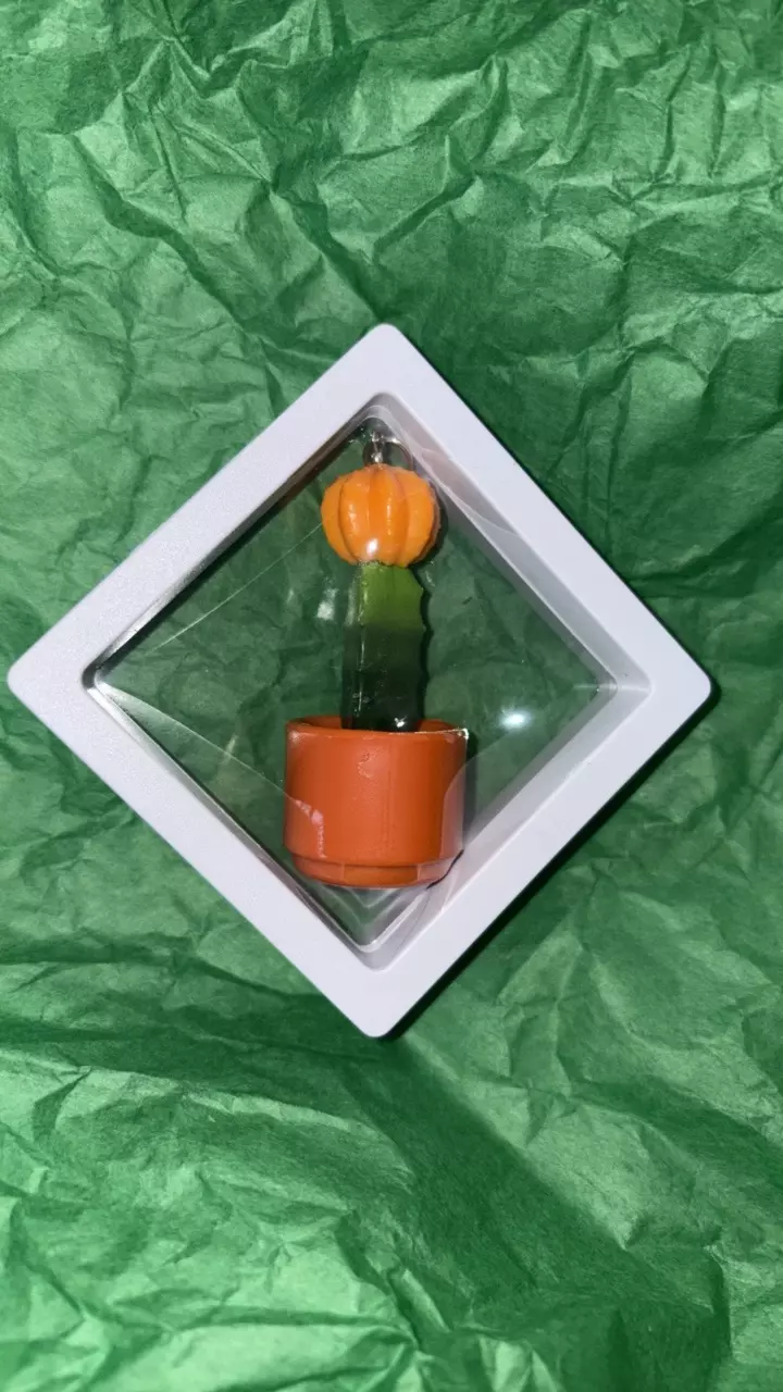 Gymnocalycium mihanovichii ( moon cactus ) charm thumbnail