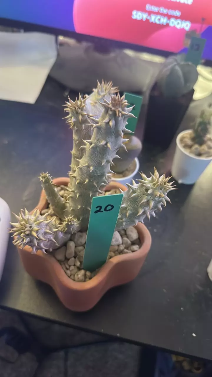 20  Pachypodium densiflorum multi branch thumbnail