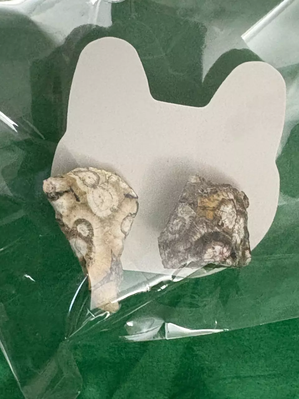 Birds Eye Rhyolite earrings thumbnail