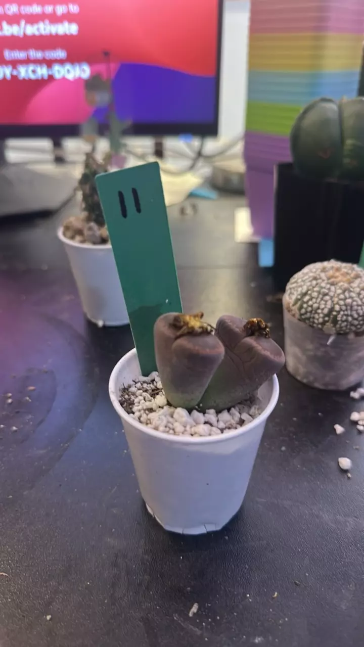 11 Lithops thumbnail