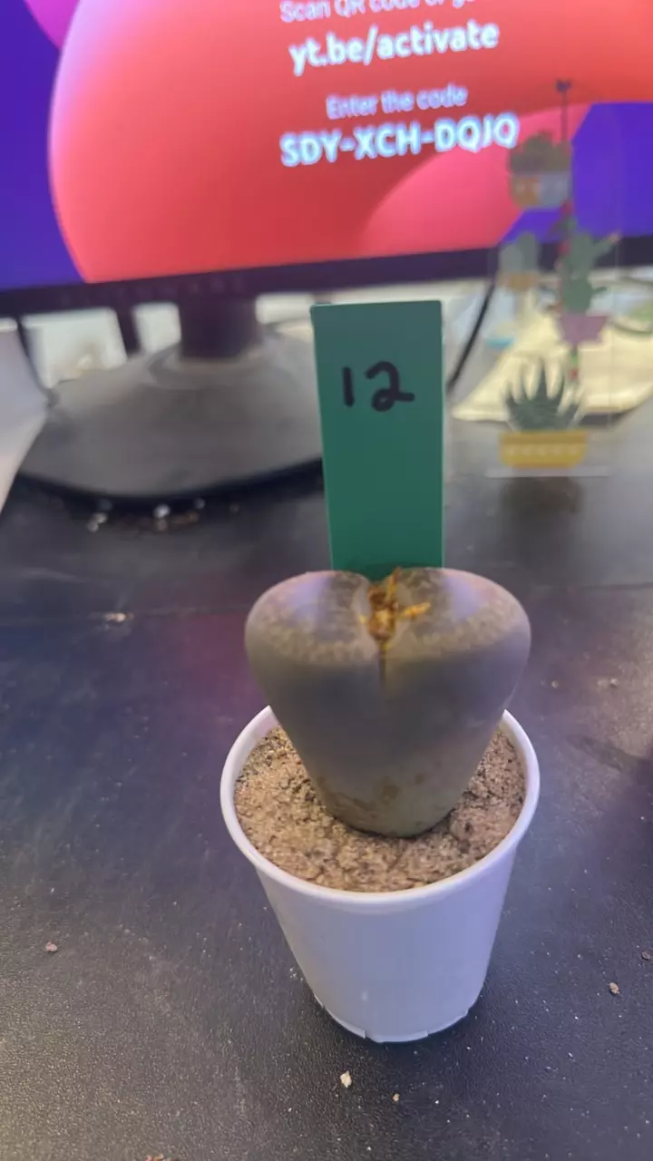 12 Lithops thumbnail