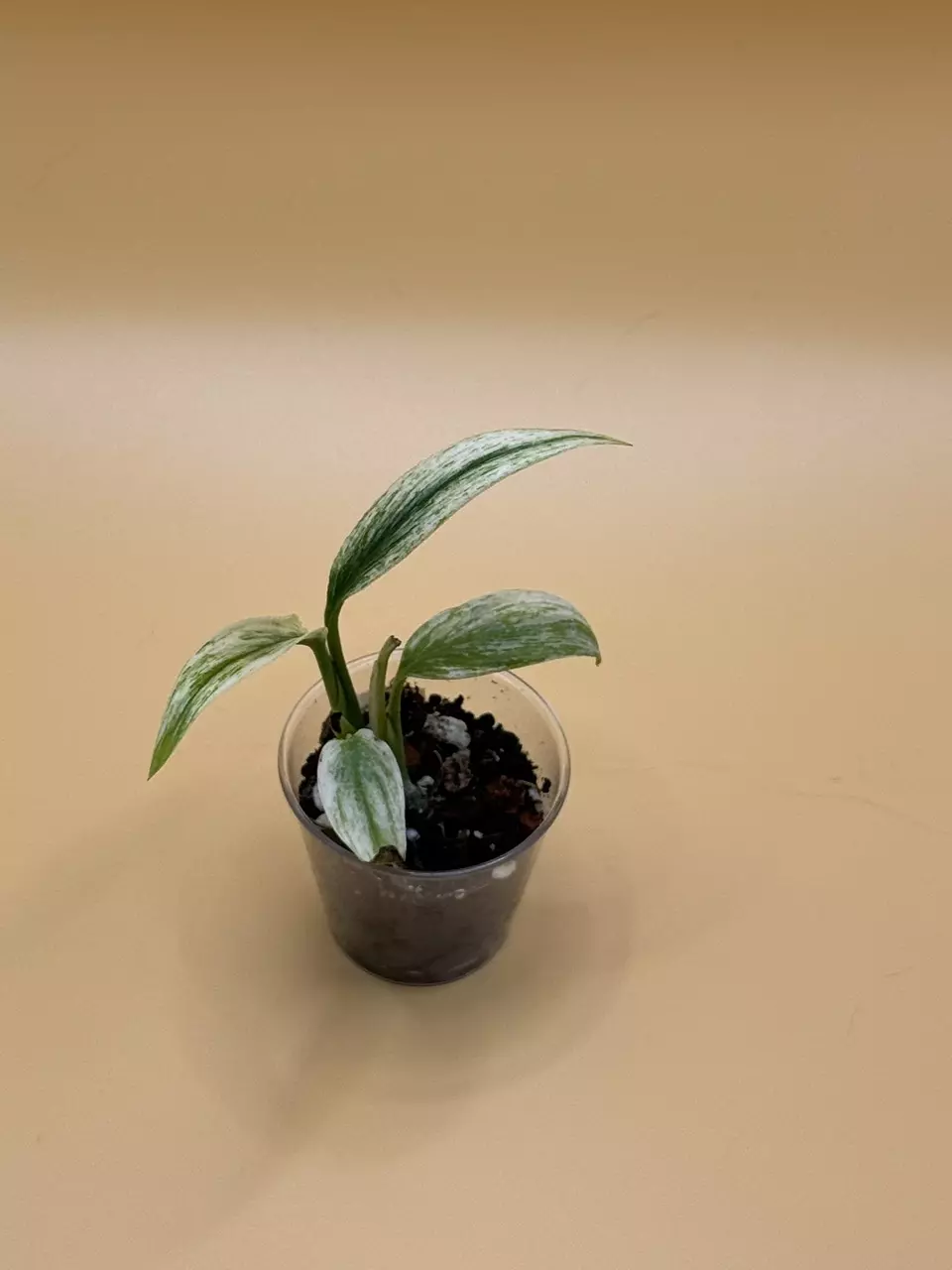 Epipremnum Giganteum Mint thumbnail
