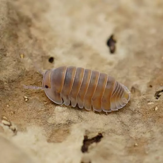 8ct | Cubaris Sp. “Red Pak Chong” Isopods thumbnail