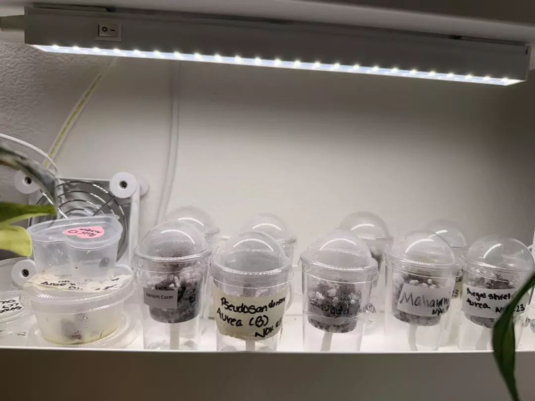 Mystery Corm thumbnail