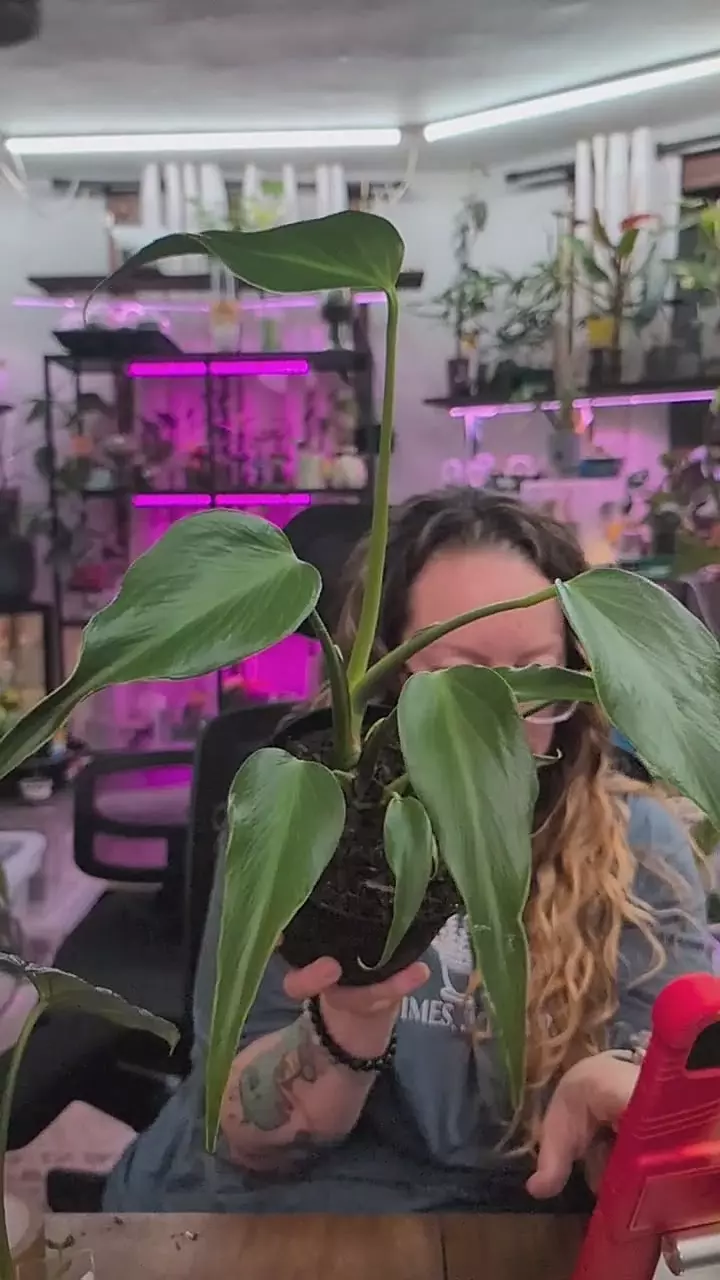 monstera burle marx flame thumbnail