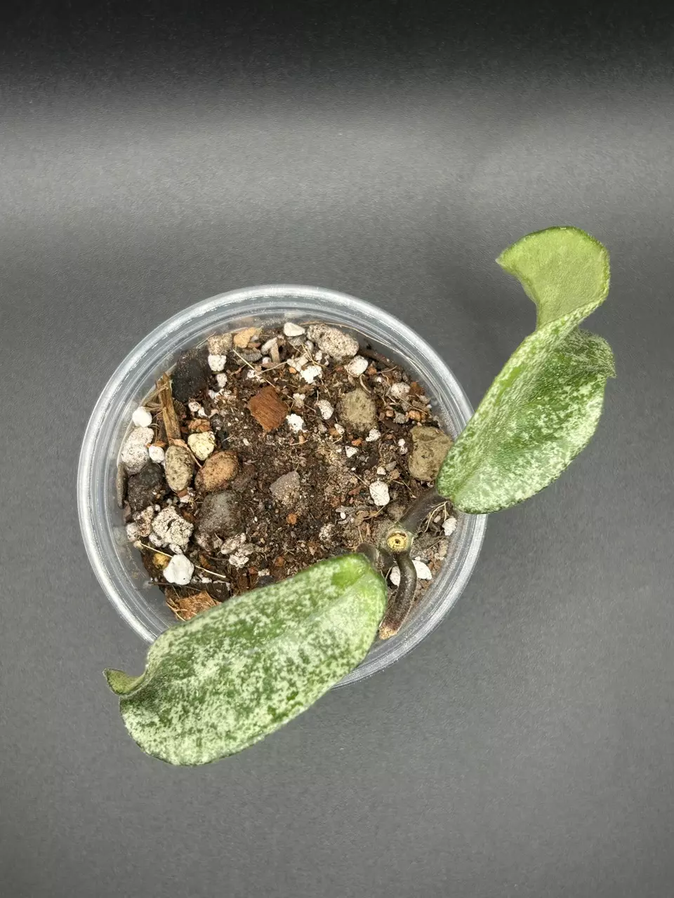 H. Carnosa “Grey Ghost” thumbnail