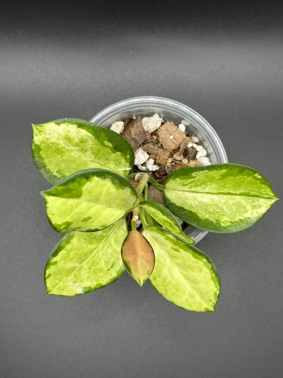 H. Australis ‘Lisa’ thumbnail