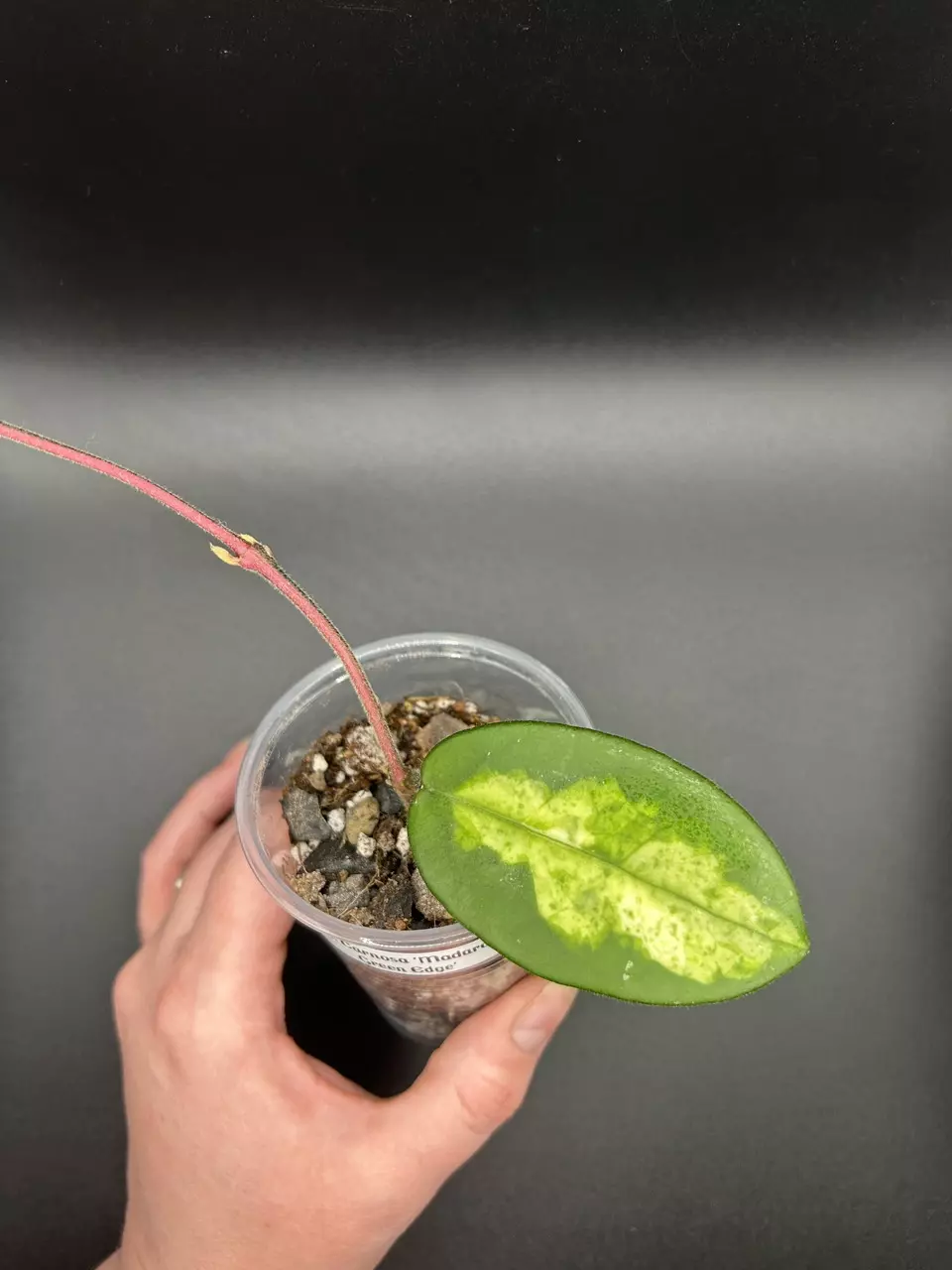 H. Carnosa ‘Madara Green Edge’ thumbnail