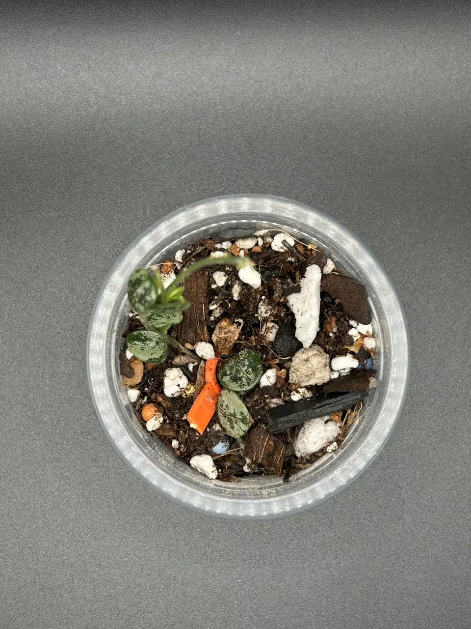 H. Serpens Silver thumbnail