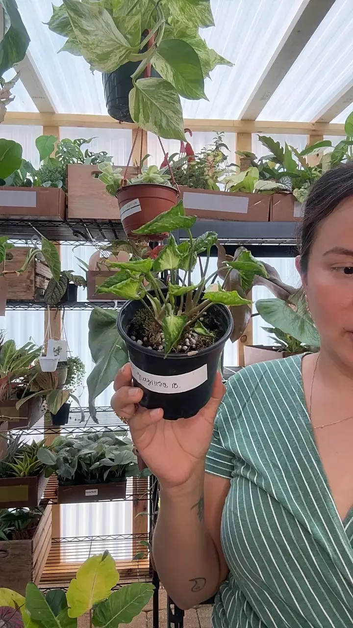 4” Godzilla thumbnail