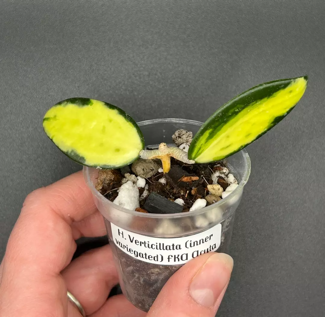 H. Verticillata (inner variegated) FKA Acuta thumbnail