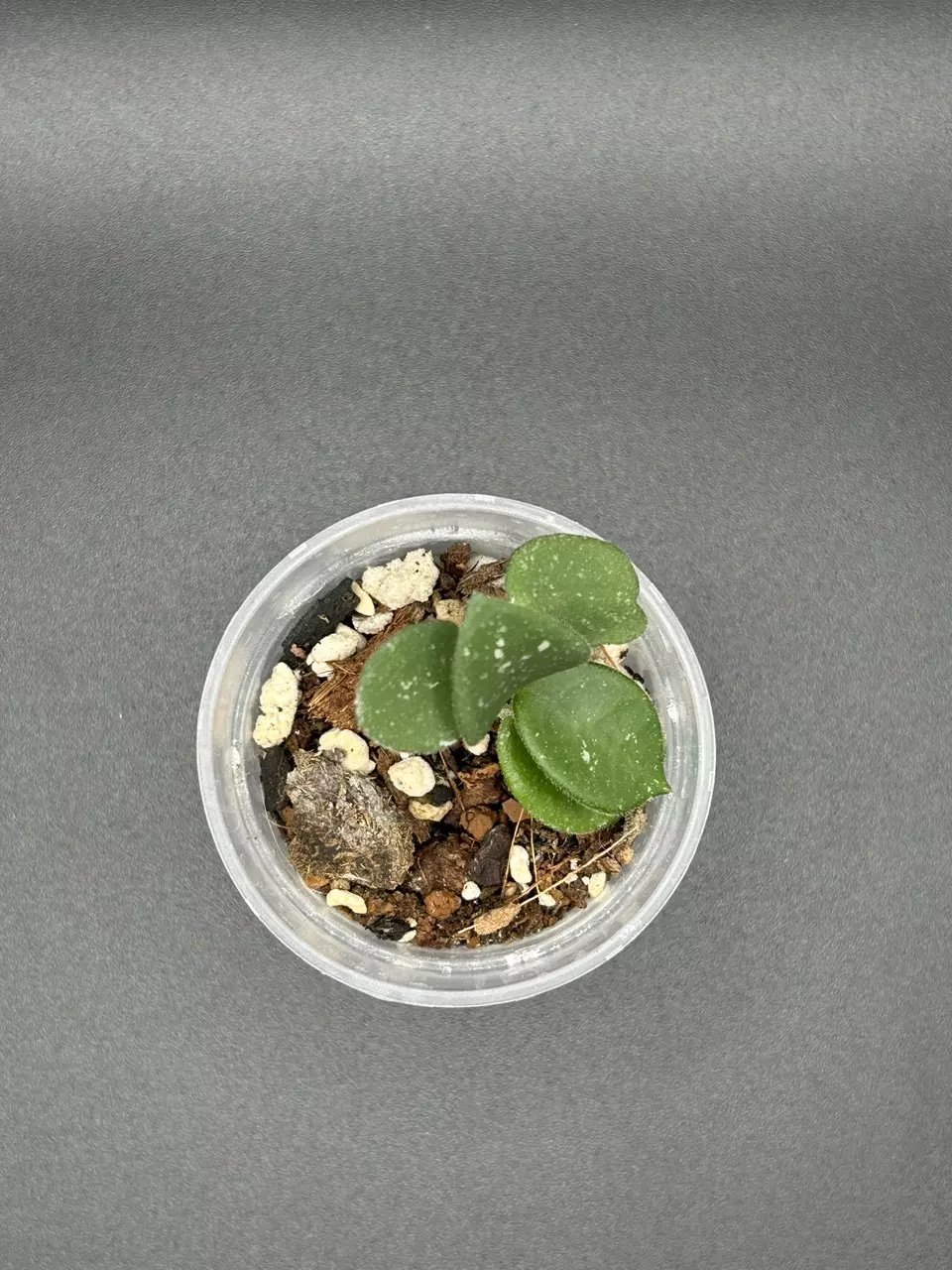 H. Mathilde thumbnail