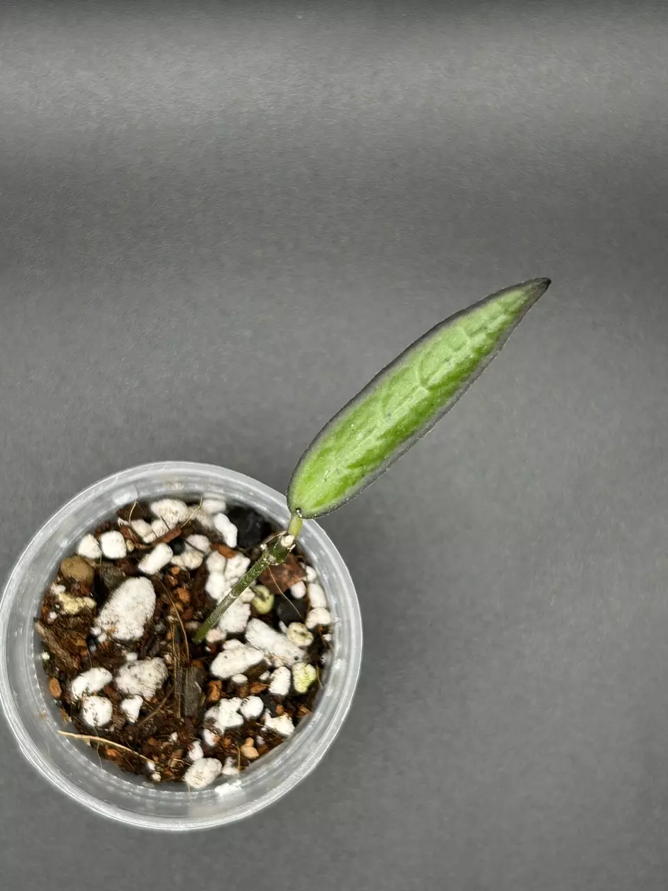 Dischidia ‘Acuminata’ thumbnail