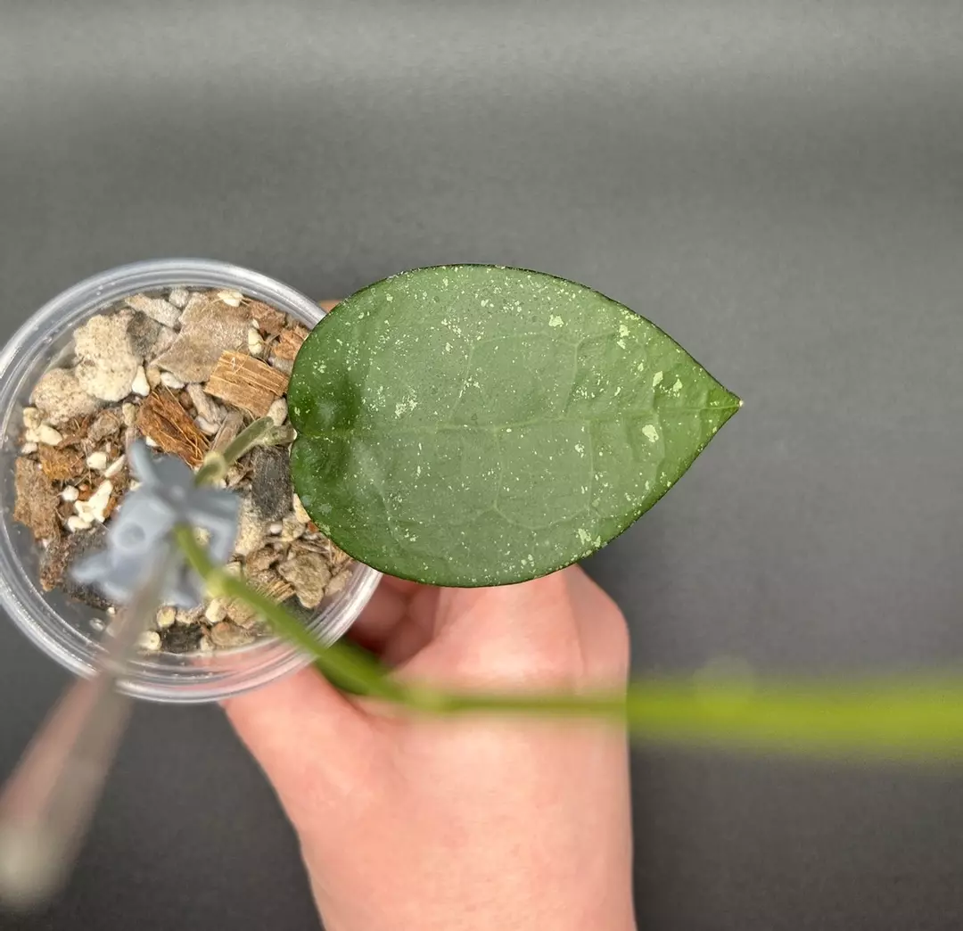 H. Verticillata ‘Black Margin’ thumbnail